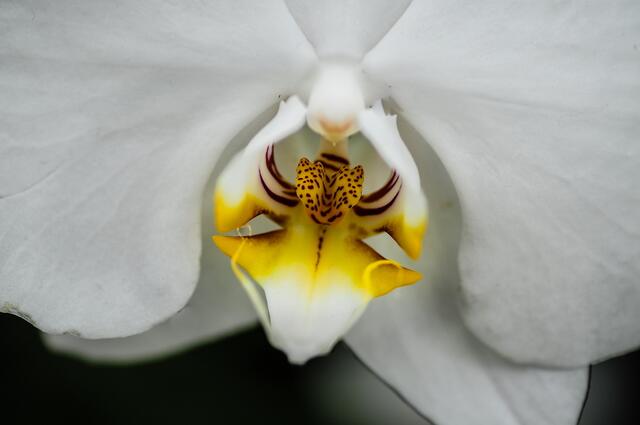 Phalaenopsis - sieht (fast) aus wie ein Schmetterling