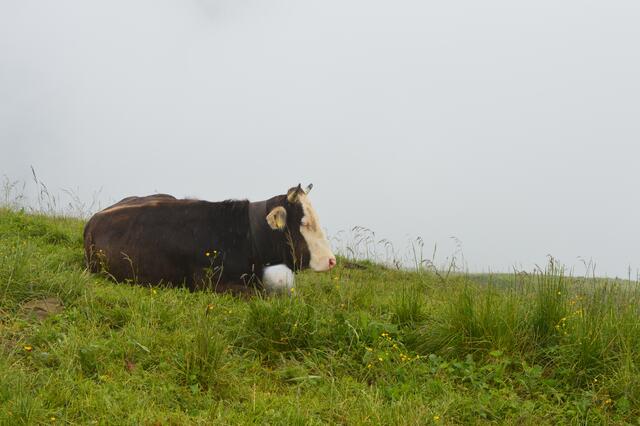 Die Kühe lassen sich von Wanderern im Allgäu gar nicht stören. Einfach friedlich weiterdösen.