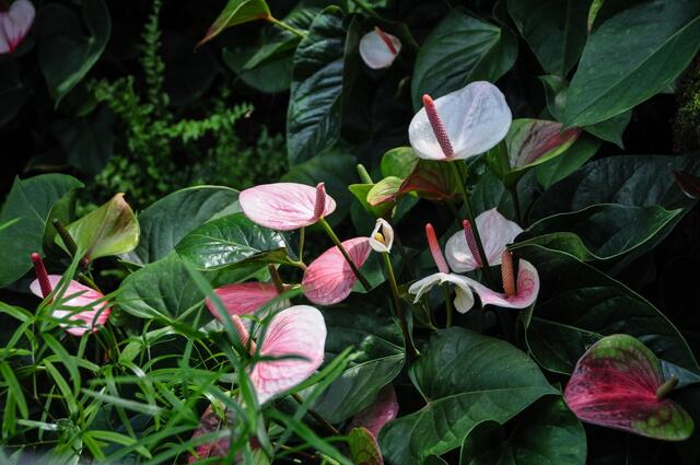 ... noch ein paar Aronstabgewächse