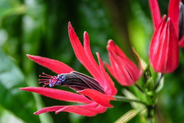 Einzelblüte der Pavonie - ein Malvengewächs