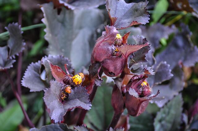 Goldkolben - sie leuchten in der Sonne