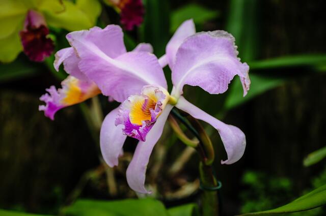 Cattleya Orchidee