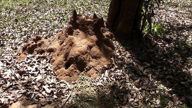 Termiten im Park