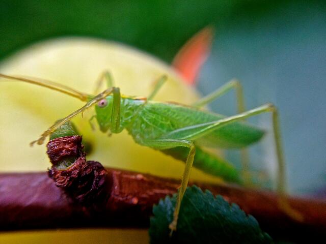 Die gelbe Mirabelle ist größer, als er selbst :-)