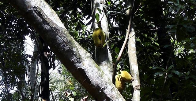 Jackfruit