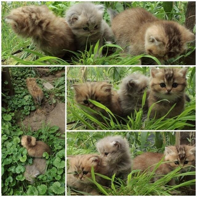 V.l.n.r. : Golden Gaja,Blue Gizmo & Golden Gina geben sich die Ehre ;-)  2 haben MH Paten !