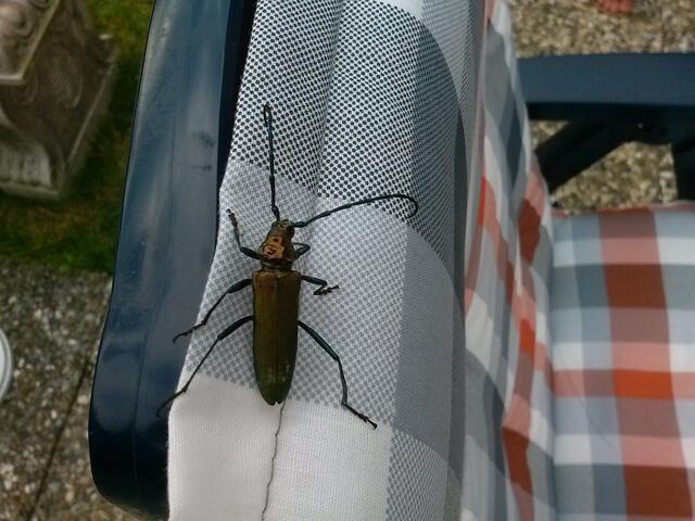 Da hatte ich mich doch erschreckt als der seine Fühler nach mir ausstreckte!