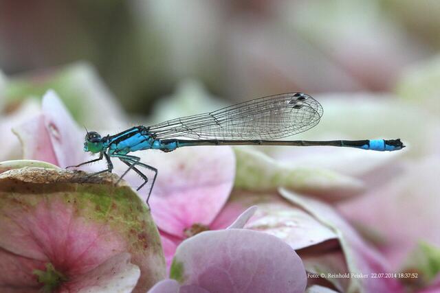 Bitte die Lupe benutzen !