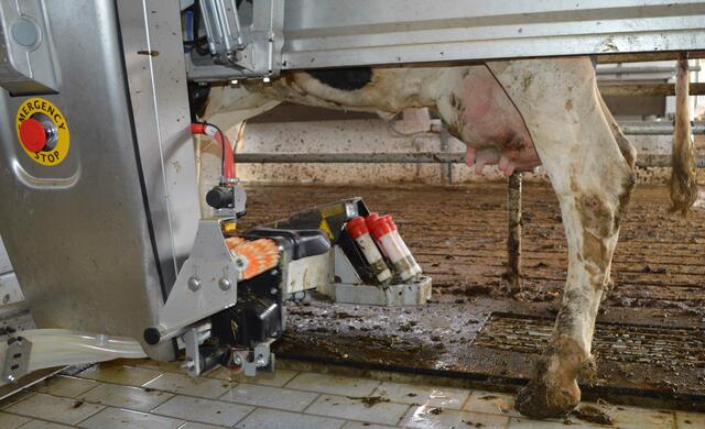 Die Saugglocken der Melkanlage werden automatisch gesteuert