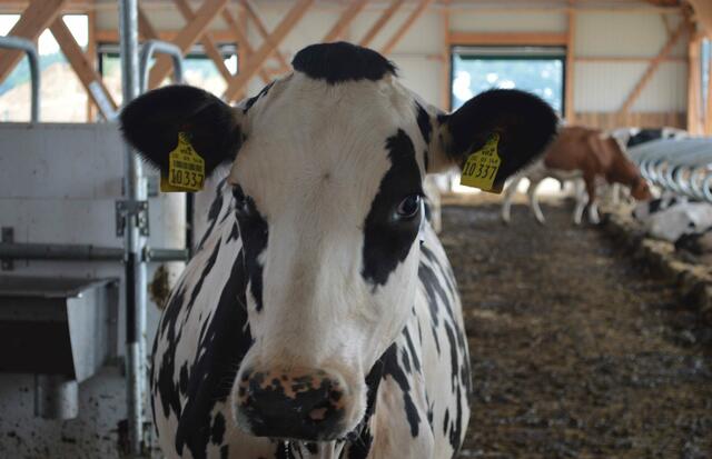 Sie kommt jetzt aus dem neuen Kuhstall.