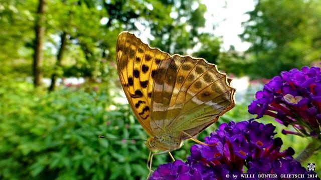 Kaisermantel (Argynnis paphia)
