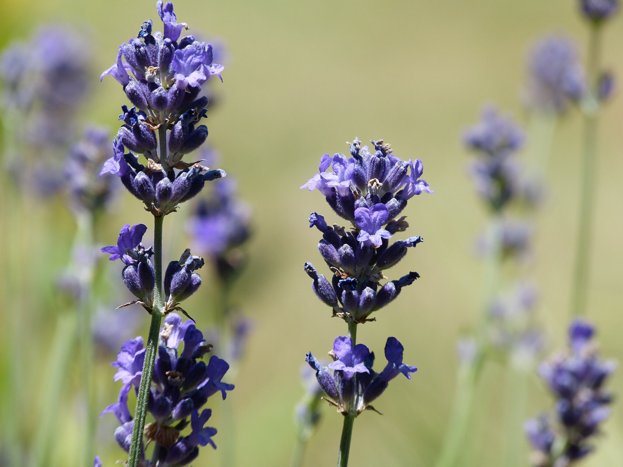Lavendel! Jetzt ist die Sammelzeit für Kraut und Blüten. Hohenahr