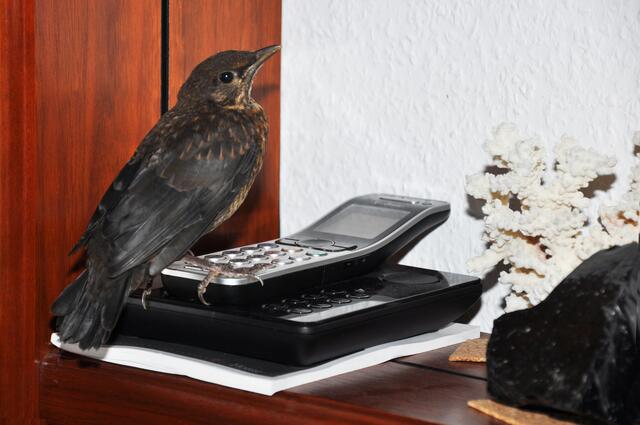 Dieser Jungvogel wollte wohl seine Mutter anrufen, nach dem er sich durch ein offenes Fenster in unser Wohnzimmer verirrt hatte.