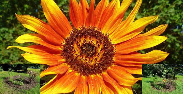 Die erste Sonnenblume nach 53 Tagen !