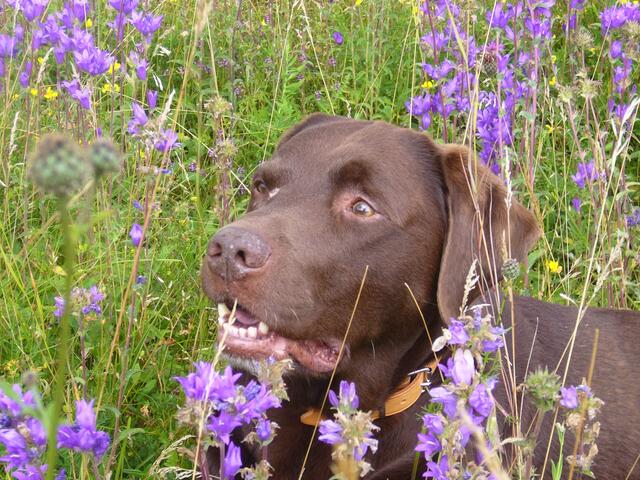 Benni umrahmt von blauen Blumen