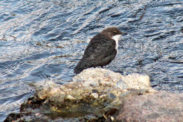 Wasseramsel in der Zschopau