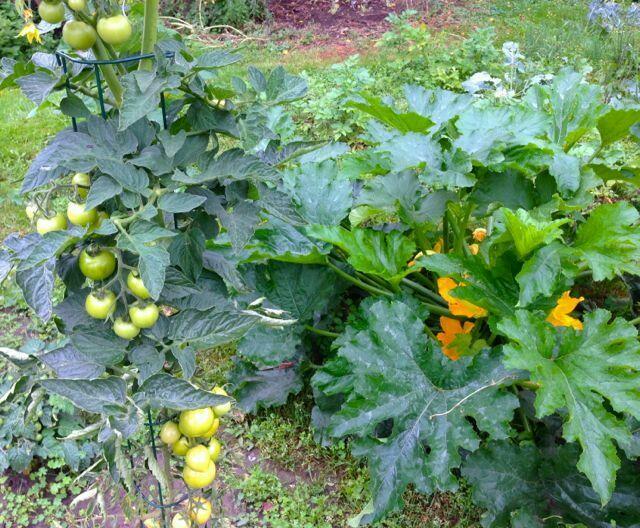 Die großen Tomaten werden immerhin schon gelb und die grünen Zucchini blühen und blühen und produzieren Früchte