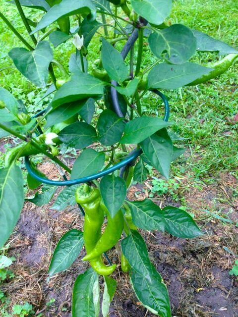 An dieser kleinen Paprika-Pflanze hängen inzwischen mindestens 10 schwere Schoten und die wachsen immer noch - die untersten dürften bald anfangen rot und süß zu werden