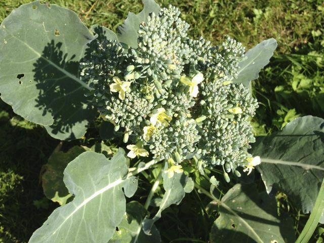 Der Broccoli blüht - er ist zu spät ins Beet gekommen