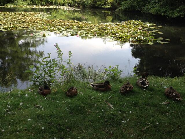 die Enten blieben bei mir