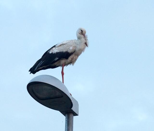 Als sich die Fotografin vorsichtig Schritt für Schritt bis auf eine kurze Distanz näherte, harrte er dennoch auf seiner erhöhten Warte aus und zeigte keine Scheu.