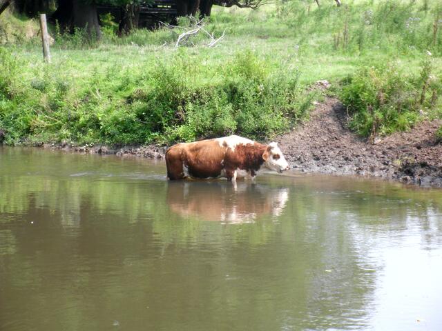 Puh... ist das ne "Bullenhitze"