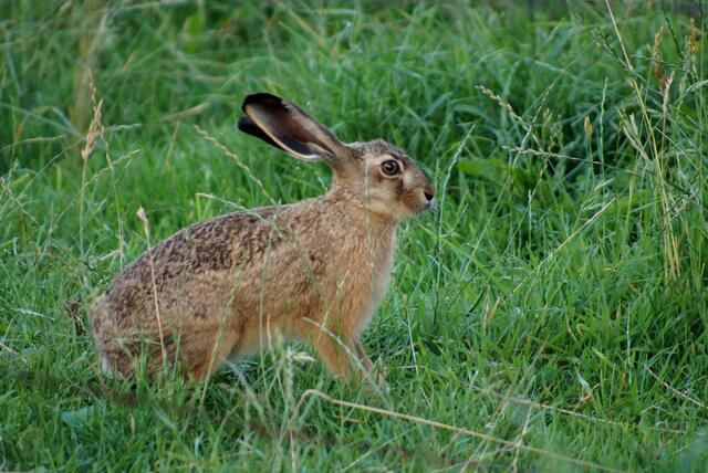 ...Doch das Wildtier bleibt ruhig sitzen.