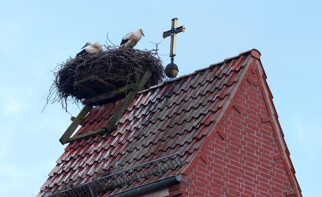 Das Storchennest direkt neben dem Kreuz auf dem Kirchturm der Martinskirche in Großmoor war im Sommer 2014 von einem Storchenpaar mit Nachwuchs bewohnt.