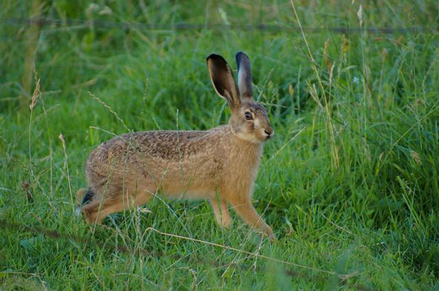 Beim abendlichen Spaziergang entdeckten wir ihn! Ein Feldhase am Wiesenrand - ganz nah!