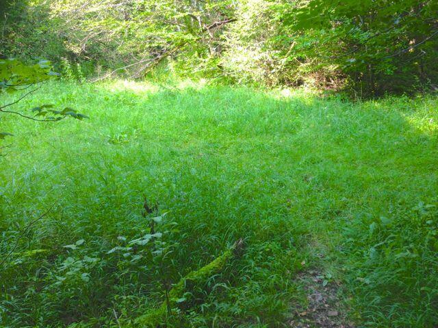 Am plötzlichen Ende des Weges unter der riesigen Brücke befand sich der Elfentanzplatz - man konnte in der Mitte der Wiese noch die Spuren erkennen ;-)