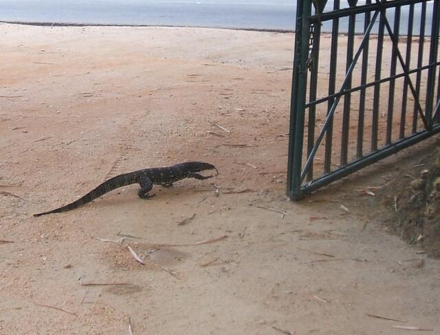 Sri-Lanka-Drache