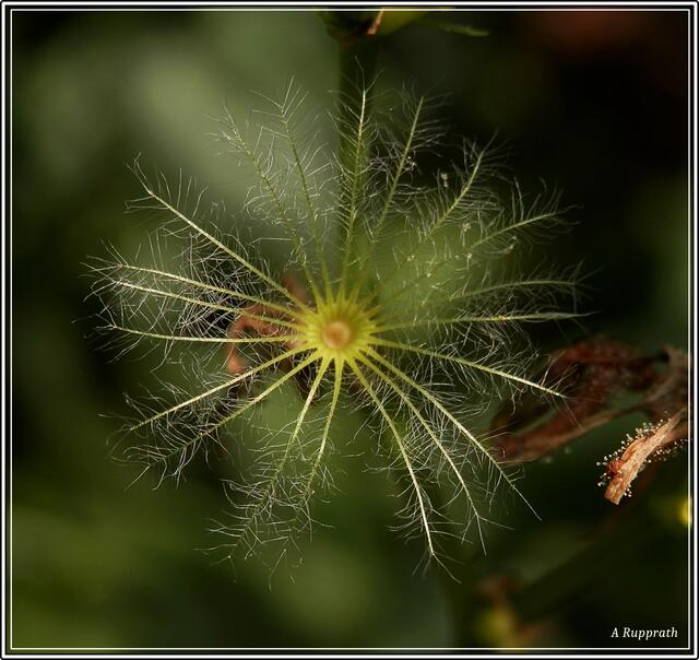 Samenstand einer Spornblume