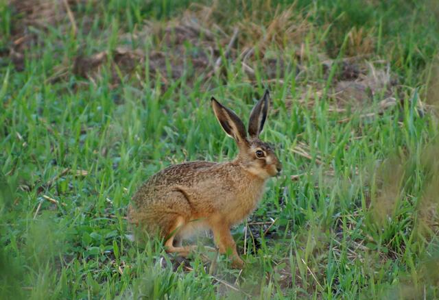 Er lauscht - seine Löffel drehen sich in alle Himmelsrichtungen.