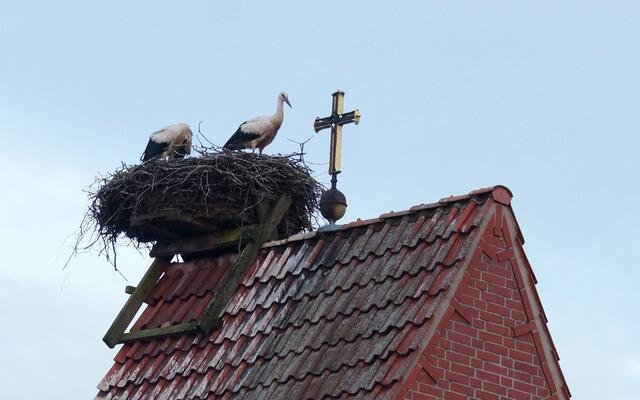Weitere Informationen zur Storchenfamilie aus Großmoor finden wir im Text.