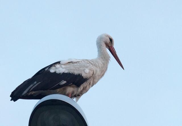 Dem Storch ganz nahe! In Großmoor hat sich dieses Elterntier eine Straßenlaterne als Sitzwarte ausgesucht und ließ sich durch Passanten, Autos und sogar Hunde nicht stören!