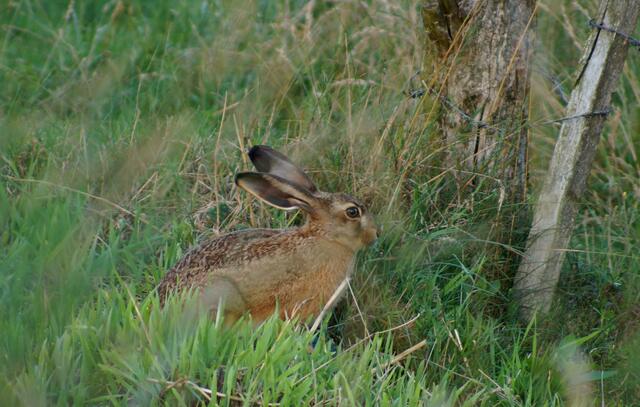 Weiter geht`s zum Weidezaun.