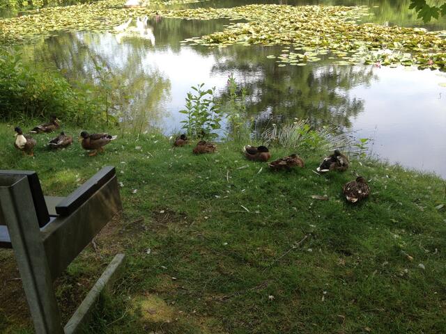 es waren noch mehr Enten dort