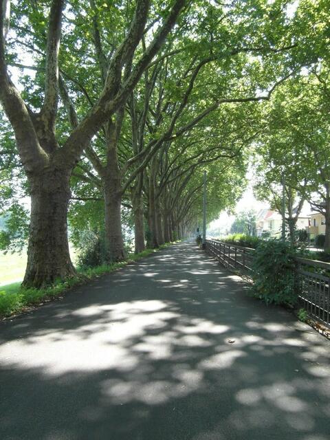 Ich liebe es unter diesen Bäumen mit dem Rad zu fahren am Neckar entlang !