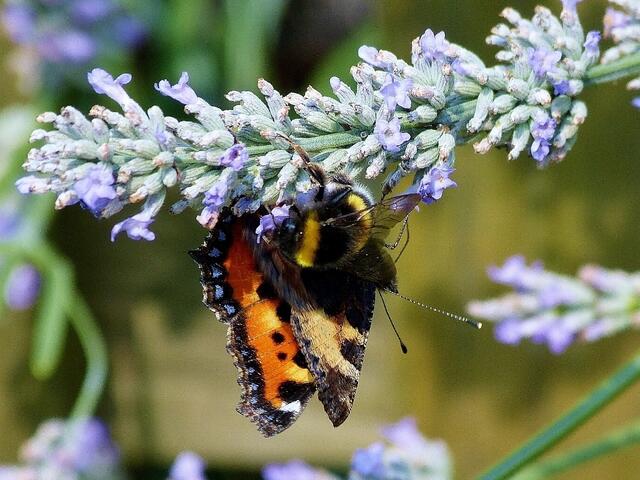 brauchte aber nur ein Bild, weil gleich beides auf einmal kam (Erdhummel und Kleiner Fuchs)