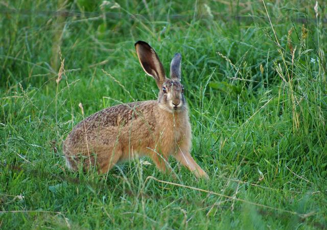 Eine kurze Schrecksekunde als der Feldhase die Beobachter wahrnimmt.
