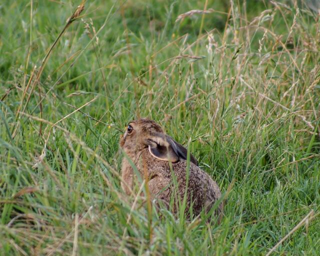 Nun drückt sich der Feldhase tief ins Gras und möchte so nicht mehr gesehen werden...