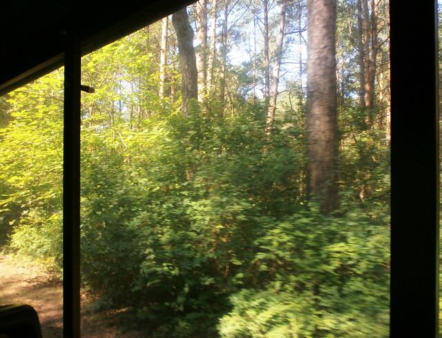 Wir fahren durch den Kurpark, der zwischen dem Zentrum und dem Kurviertel mit der Strandpromenade liegt. Er besteht nicht nur aus Park, sondern auch aus Kiefernwald.