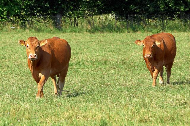 Zwei Rinder beim Jogging. Sie laufen direkt auf den Fotografen zu. "Willst du ein bisschen mit uns joggen?" "Mh, äh, ..., ein anderes Mal sehr gerne! Jetzt muss ich leider noch zum Einkaufen fahren!"