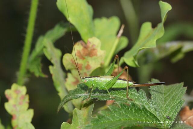 Heupferd !