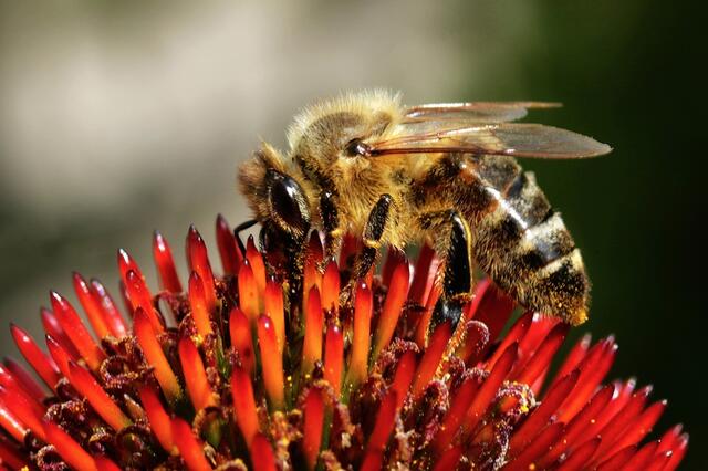 ... mit dem stacheligen Blütenstand eines Sonnenhutes (Echinacea)