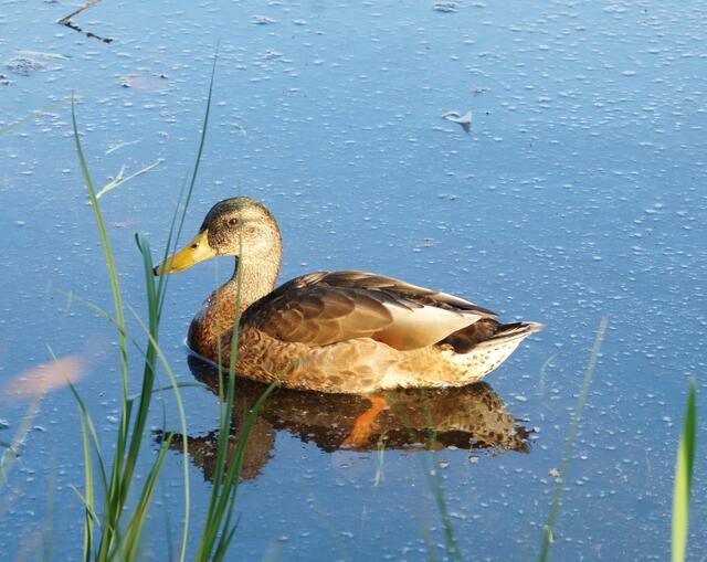 Nach einer Phase, als sie nur noch über den ausgetrockneten Seeboden liefen, konnten die Enten zwischzeitlich auch einmal wieder kurzzeitig auf dem See paddeln. Doch diese Bilder gehören, wenn wir den See momentan betrachten, wohl der Vergangenheit an...