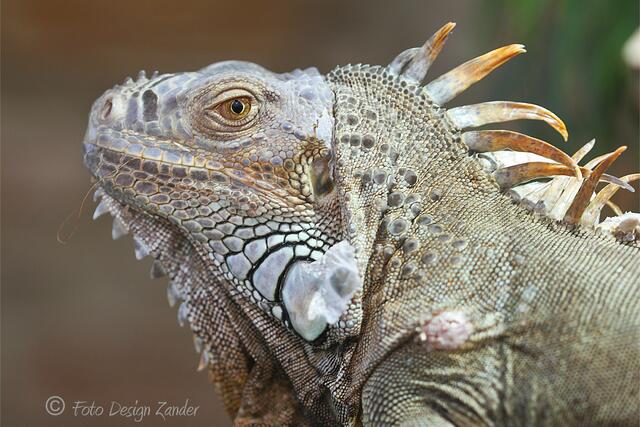 endlich hat der Dehner wieder zwei wunderschöne Tiere - geholt aus der Auffangstation München