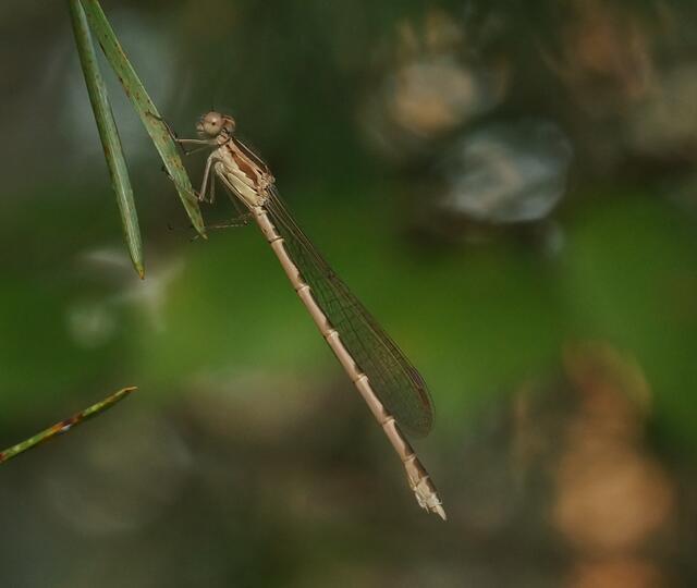 Die Gemeine Winterlibelle (Sympecma fusca), ein Weibchen. Sie gehört zur Familie der Teichjungfern.
Durch die gerade verlaufende obere Brustbinde unterscheidet sie sich von der Sibirischen Winterlibelle.
Sehr gut erkennen wir auf dieser Aufnahme, dass die angelegten Flügel in Ruhestellung immer auf einer Körperseite gehalten werden. Eine für die Teichjungfern untypische Haltung. Es ist  überwiegend die von der Sonne abgewandte Seite und geschieht wahrscheinlich zur Thermoregulation.