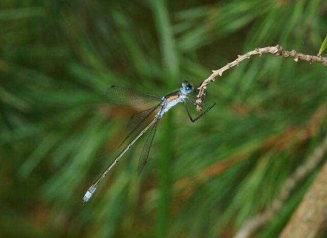 Gemeine Binsenjungfer (Lestes sponsa), Männchen.