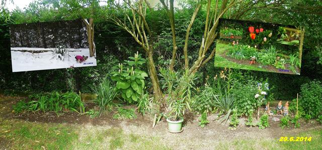 26) !!! Sonntags + Monatsbilder / Blumenbeet !!! 29.6.2014 Temperatur: Plus 18°C / 6:34h / 33°C Plus 8:56h - in der Sonne / 25°C im Schatten / Wind:2- 2 / sonnig und etwas bewölkt !
